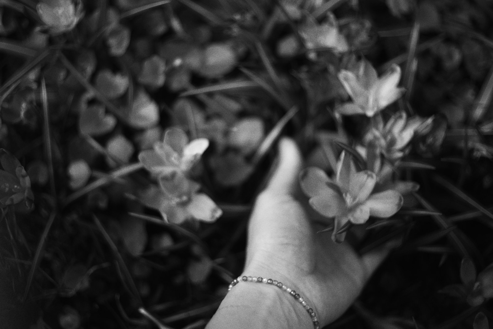 A hand gently touching flowers in a garden