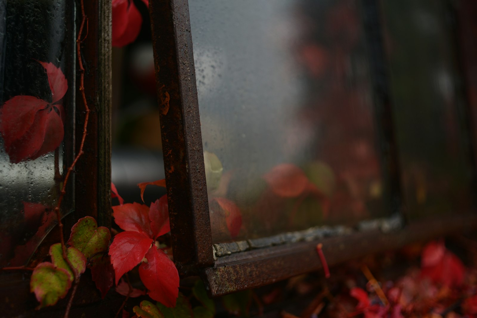 Red autumn leaves climbing beside a weathered window