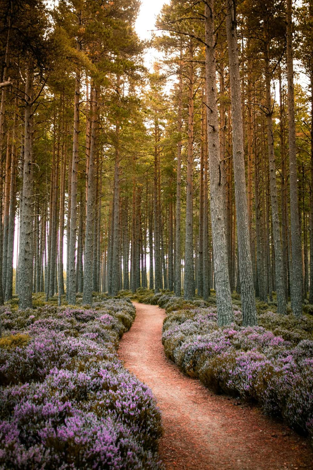 A quiet path winding through a pine forest